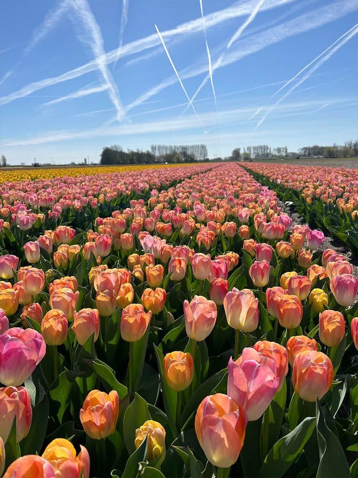 Garden's Embrace: A Symphony in Bloom